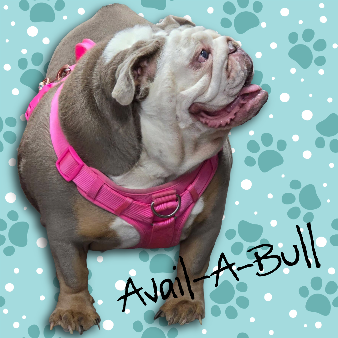 Bulldog Avail-a-bull