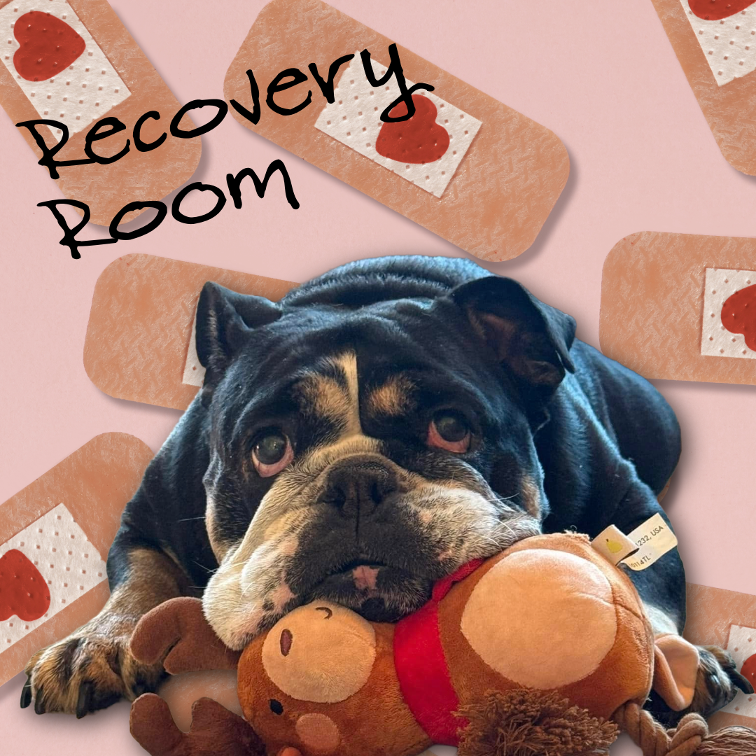 Bulldog Recovery Room